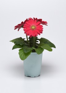 deep_rose_light_eye (3)